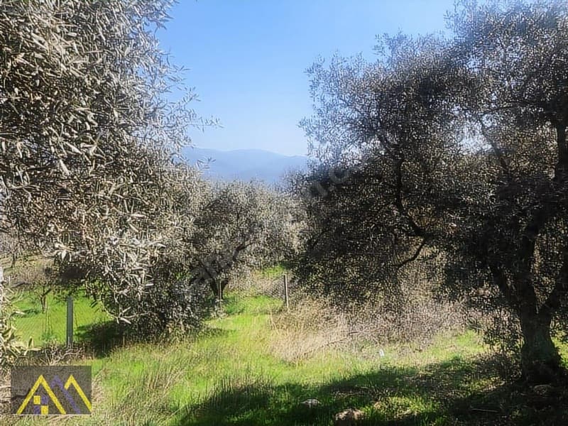 Çakırbeyli Köyünde 235 m2 Zeytinli Tarla - görsel 14