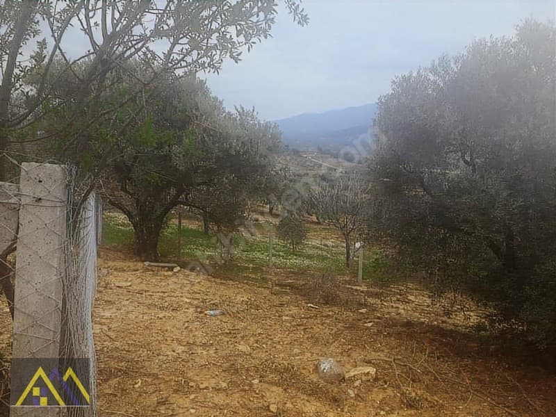 Çakırbeyli Köyünde 235 m2 Zeytinli Tarla - görsel 7