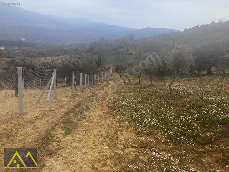 Çakırbeyli Köyünde 235 m2 Zeytinli Tarla - görsel 9