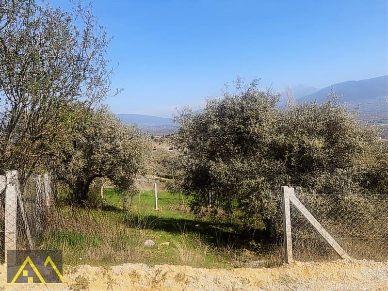 Çakırbeyli Köyünde 235 m2 Zeytinli Tarla - görsel 1