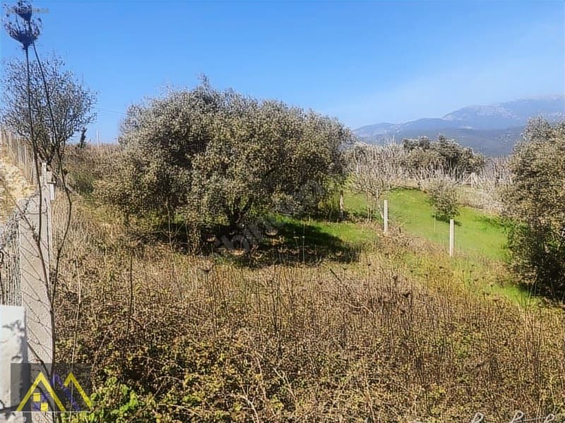 Çakırbeyli Köyünde 235 m2 Zeytinli Tarla - görsel 17