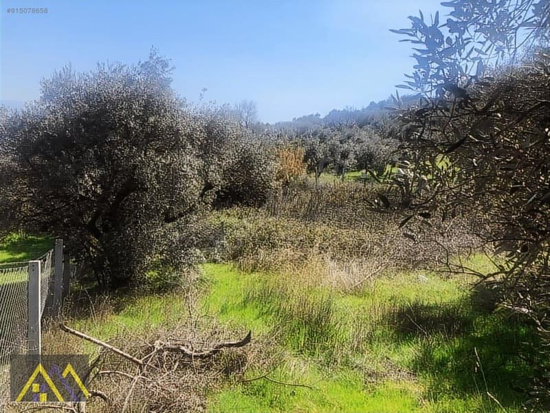 Çakırbeyli Köyünde 235 m2 Zeytinli Tarla - görsel 12