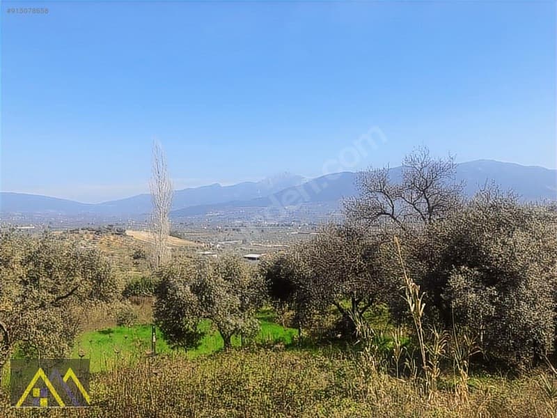 Çakırbeyli Köyünde 235 m2 Zeytinli Tarla - görsel 13