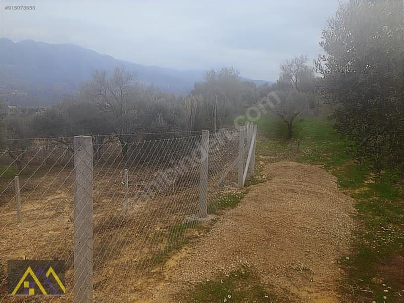 Çakırbeyli Köyünde 235 m2 Zeytinli Tarla - görsel 10